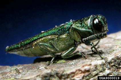 Minneapolis Ash Borer 