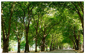 Minneapolis Lawncare