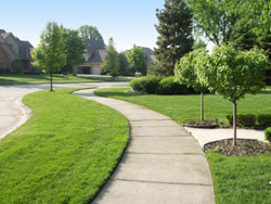 tree care minneapolis st. paul