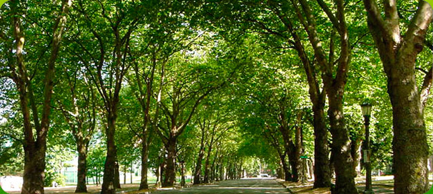 What's New Minneapolis Lawn Care